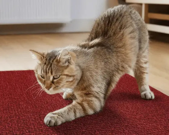 Arranhador Adesivo para Gato – Protetor de Sofá Cama e Móveis em Carpete Premium Caprioli Shop Arranhadores gatos