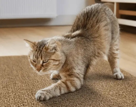 Arranhador Adesivo para Gato – Protetor de Sofá Cama e Móveis em Carpete Premium Caprioli Shop Arranhadores gatos