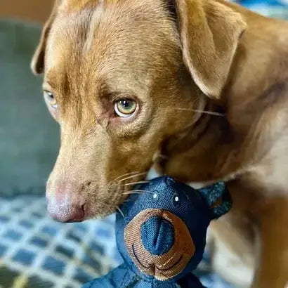 Brinquedo Mastigadores para Cães Pesados de Alta Durabilidade com Sons Interativos | Caprioli Inter Brnquedo cachorro