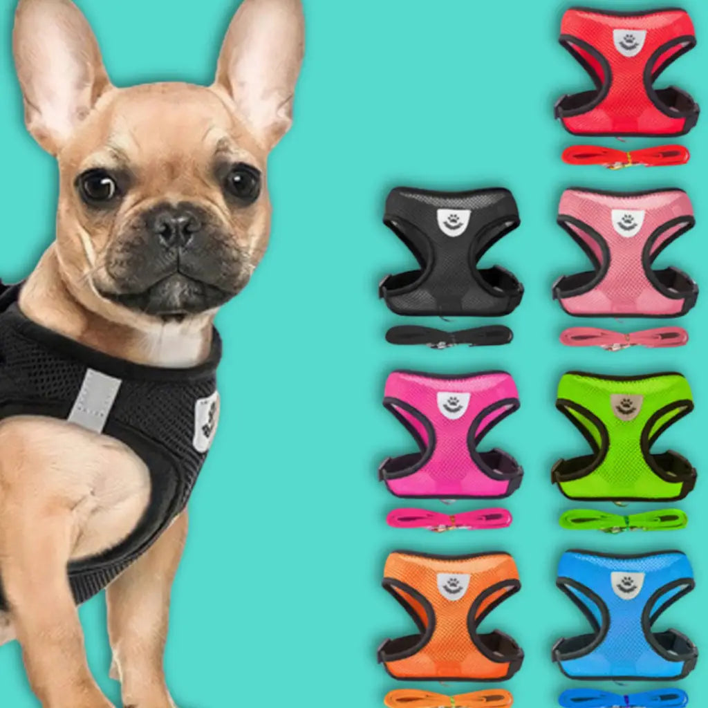 Coleira peitoral com guia para cães e gatos - Conforto segurança ajustável | Caprili Shop - Coleiras Guias Peitorais