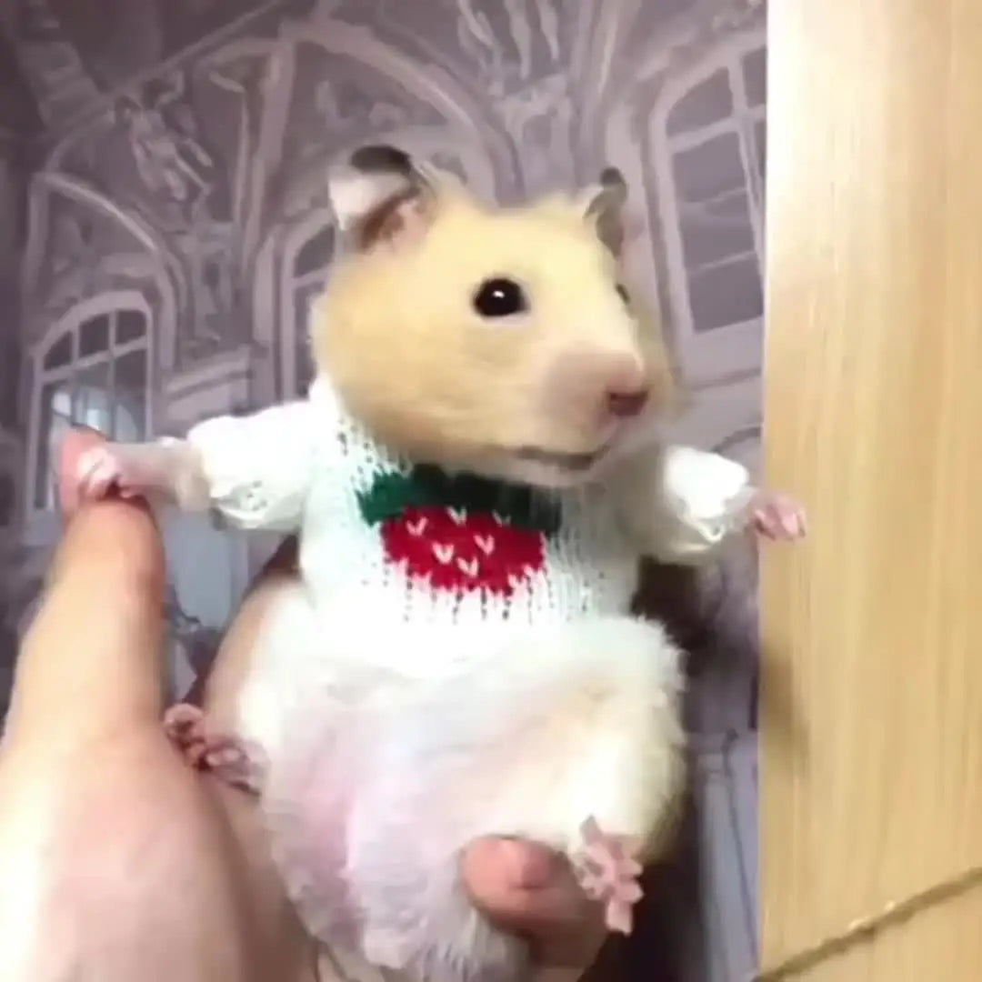 Roupas pequenas para Hamster - Aquecimento e fofura | Caprili Inter - roupa acessorio roedores