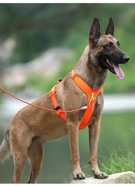 Coleira de Segurança para Cães com Refletor e Ajuste Confortável | Caprioli Inter Coleiras Guias Peitorais
